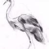 Crane